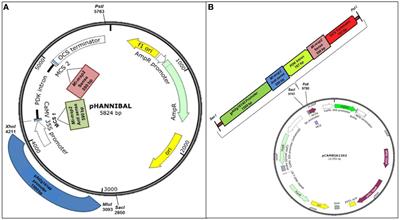 Gall-specific promoter, an alternative to the constitutive CaMV35S promoter, drives host-derived RNA interference targeting Mi-msp2 gene to confer effective nematode resistance